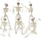 6Pcs Halloween Skeleton Decorations, 16 Inches Full Body Mini Posable Skeletons with Movable Joints for Haunted House Halloween Decorations Party Decor Indoor and Outdoor